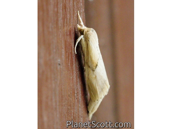 Cutworm Moth (Noctuidae sp)