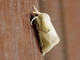 Cutworm Moth (Noctuidae sp)