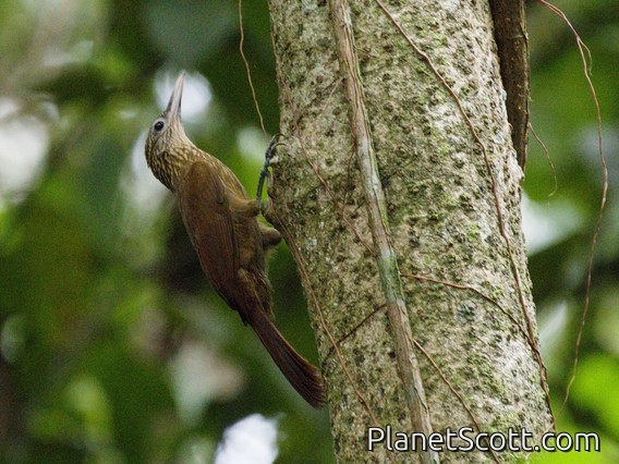 Buff-throated Woodcreeper (Xiphorhynchus guttatus)