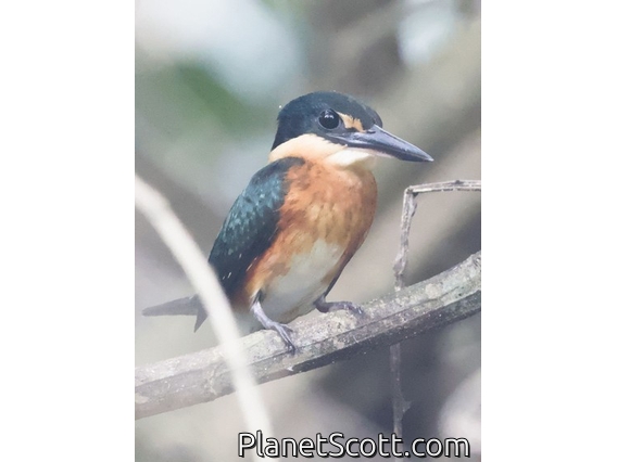 American Pygmy Kingfisher (Chloroceryle aenea)