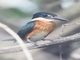 American Pygmy Kingfisher (Chloroceryle aenea)