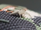 Jumping Spider (Chira spinosa)