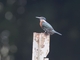 Amazon Kingfisher (Chloroceryle amazona)