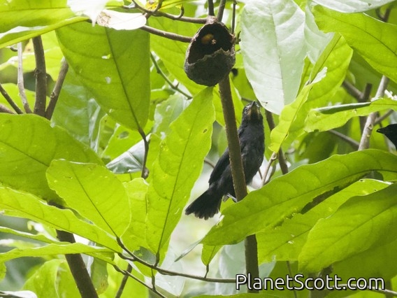Mato Grosso Antbird (Cercomacra melanaria)