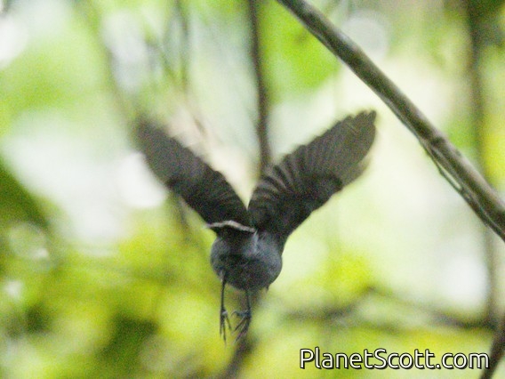 Amazonian Antshrike (Thamnophilus amazonicus)