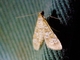 Pearl Moth (Samea sp)