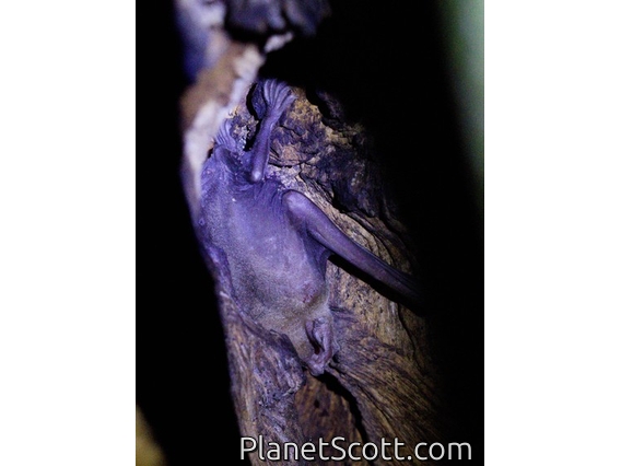 Bat (Phyllostomidae sp)