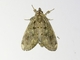 Prominent Moth (Lusura sp)