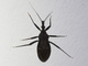Assassin Bug (Reduviidae sp)