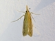 Crambid Snout Moth (Donacaula sp)