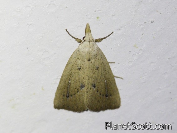 Erebid Moth (Erebidae sp)