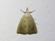 Erebid Moth (Erebidae sp)