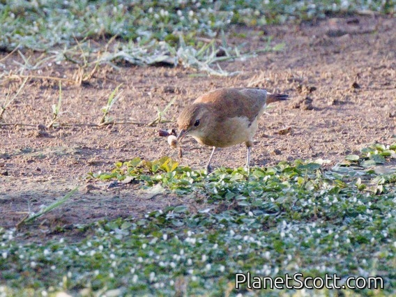 Pale-legged Hornero (Furnarius leucopus)