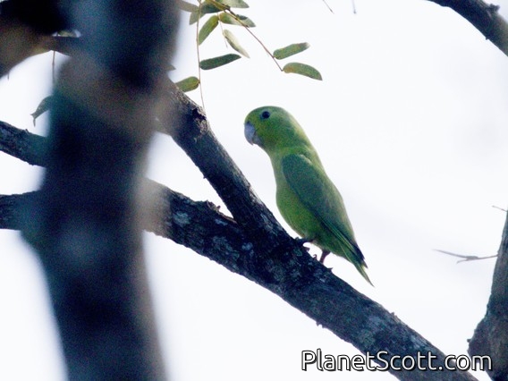 Cobalt-rumped Parrotlet (Forpus xanthopterygius)