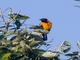 Orange-backed Troupial (Icterus croconotus)