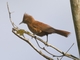 Rufous Cacholote (Pseudoseisura unirufa)