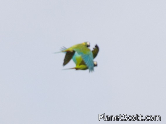 Yellow-collared Macaw (Ara auricollis)
