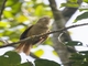Plain Softtail (Thripophaga fusciceps)