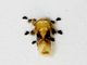 New World Flannel Moth (Megalopyge sp)