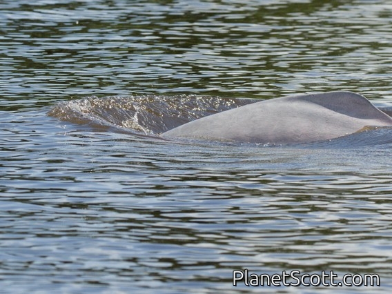 Bolivian River Dolphin (Inia boliviensis)