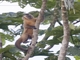 Brown Capuchin (Cebus apella)