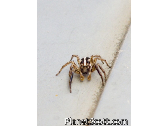 Pantropical Jumping Spider (Plexippus paykulli)