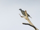 Image from 2026-04-15