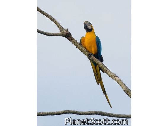 Blue-and-yellow Macaw (Ara ararauna)