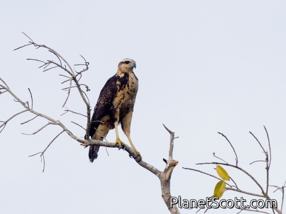 Great Black Hawk (Buteogallus urubitinga)