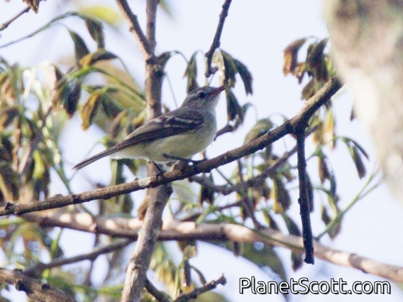 Mouse-colored Tyrannulet (Nesotriccus murinus)