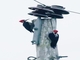 Crimson-crested Woodpecker (Campephilus melanoleucos)