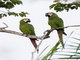 Chestnut-fronted Macaw (Ara severus)