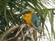 Blue-throated Macaw (Ara glaucogularis)