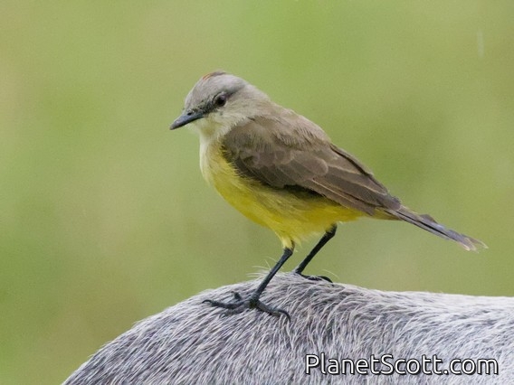 Cattle Tyrant (Machetornis rixosa)