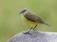 Cattle Tyrant (Machetornis rixosa)