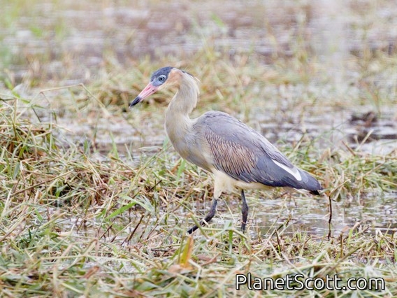 Whistling Heron (Syrigma sibilatrix)
