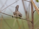 White-bellied Seedeater (Sporophila leucoptera) - Female