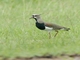 Southern Lapwing (Vanellus chilensis)