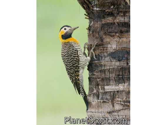 Campo Flicker (Colaptes campestris)