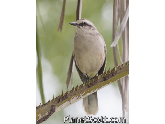 Chalk-browed Mockingbird (Mimus saturninus)