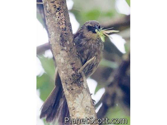 Grayish Baywing (Agelaioides badius)