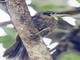 Grayish Baywing (Agelaioides badius)