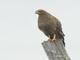 Savanna Hawk (Buteogallus meridionalis)