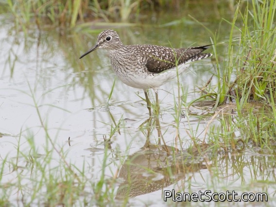 Solitary Sandpiper (Tringa solitaria)