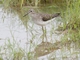Lesser Yellowlegs (Tringa flavipes)