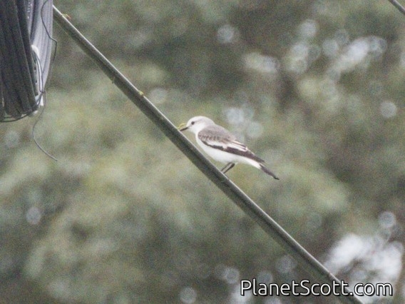 White-rumped Monjita (Xolmis velatus)