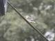 White-rumped Monjita (Xolmis velatus)