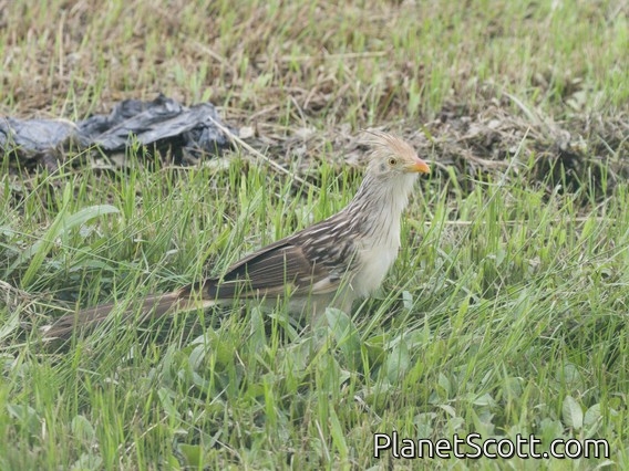 Guira Cuckoo (Guira guira)