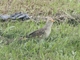 Guira Cuckoo (Guira guira)