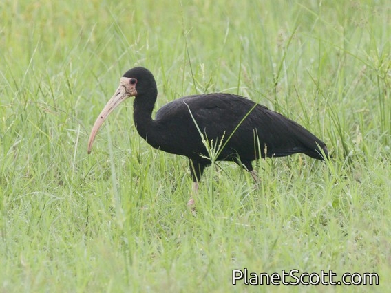 Bare-faced Ibis (Phimosus infuscatus)